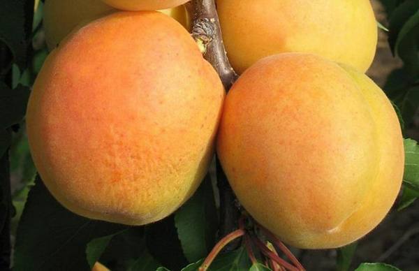 Описание абрикоса Персикового - фото