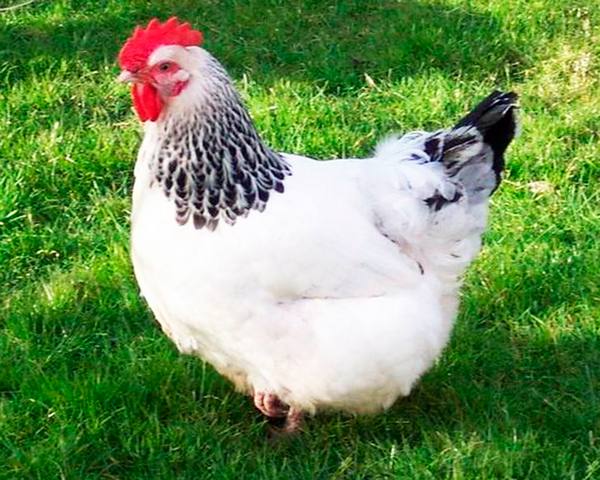 Адлерская серебристая порода кур: характеристика, описание, фото и отзывы - фото