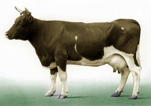 Алатауская порода коров для разведения, фото, описание с фото