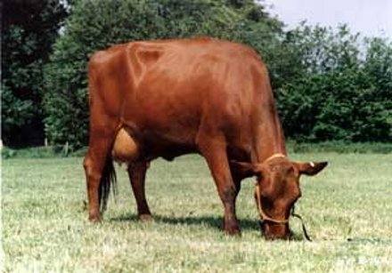 Англерская порода коров, ее описание, фото и видео - фото
