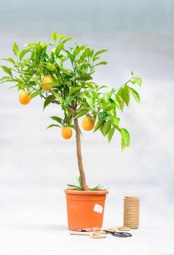 Апельсиновое домашнее дерево: выращивание в горшке - фото