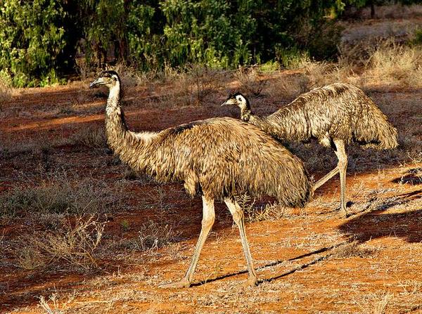 Что за птицы австралийские страусы с фото