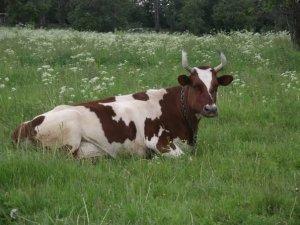 Айрширская порода коров - фото