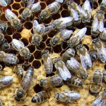 Бакфастская порода пчел: характеристика и видео - фото