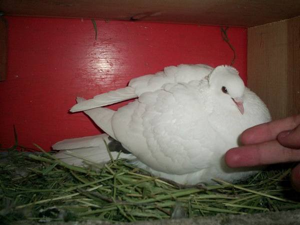 О бакинских голубях - фото