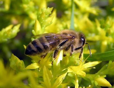 Башкирская (бурзянская) бортевая пчела: характеристика и отзыввы - фото