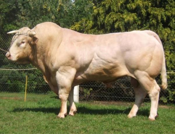 Бельгийская голубая и русская комолая мясные породы коров - фото
