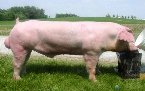 Белорусская мясная порода свиней: фото и описание - фото
