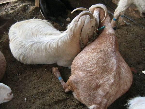 Беременность у козы: признаки, особенности - фото