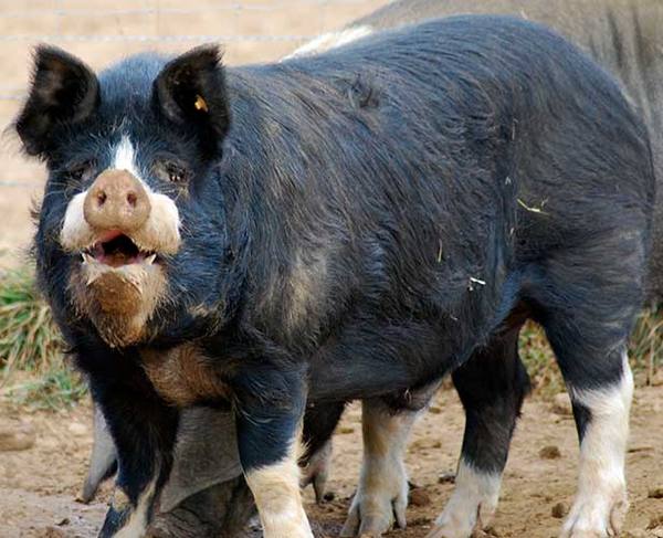 Беркширская порода свиней: фото и описание - фото