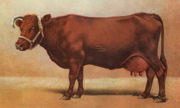 Бестужевская порода коров: характеристика, фото, видео - фото