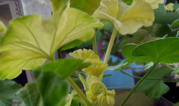 Болезни герани  используем простые способы борьбы с заболевания цветка - фото