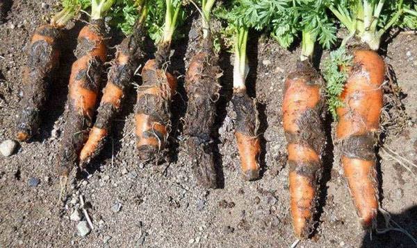 Болезни моркови  как распознать опасность и уметь ее предотвратить? с фото