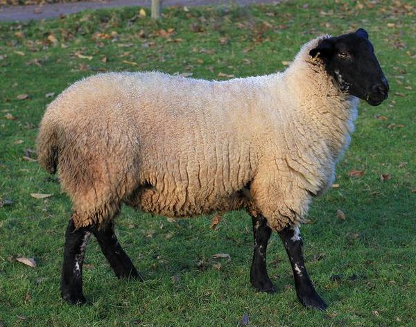 Основные заболевания овец и их симптомы - фото