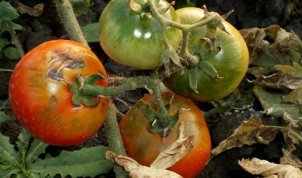 Болезни помидоров и их лечение  от А до Я о заболеваниях томатов - фото