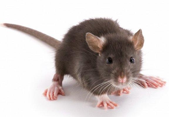 Средства от мышей на даче, как бороться с вредителем с фото