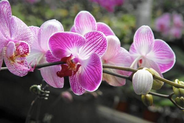 Борьба с мучнистым червецом на орхидее - фото