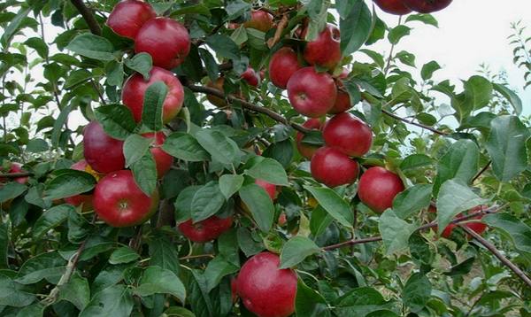 «Боровинка»  сорт яблок для любителей кисленького - фото
