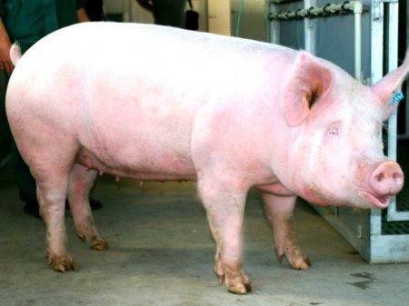 Брейтовская порода свиней: фото и описание - фото