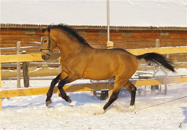 Буланая масть лошадей: описание и фото - фото