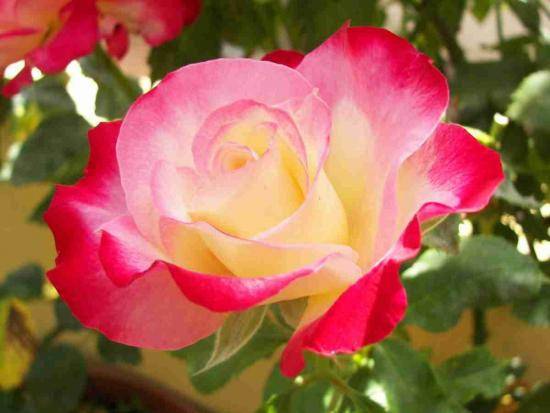 Чайно-гибридные розы: лучшие сорта, посадка грамотный уход с фото