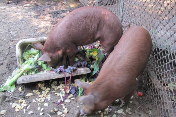 Чем можно кормить свиней в домашних условиях с фото