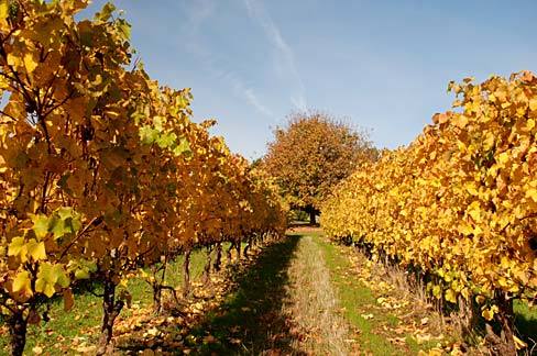 Уход за виноградом осенью  чем опрыскивать - фото