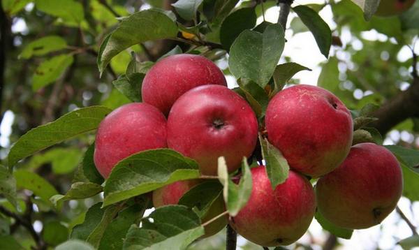Сорт яблок Лобо  зимний привет из Канады - фото