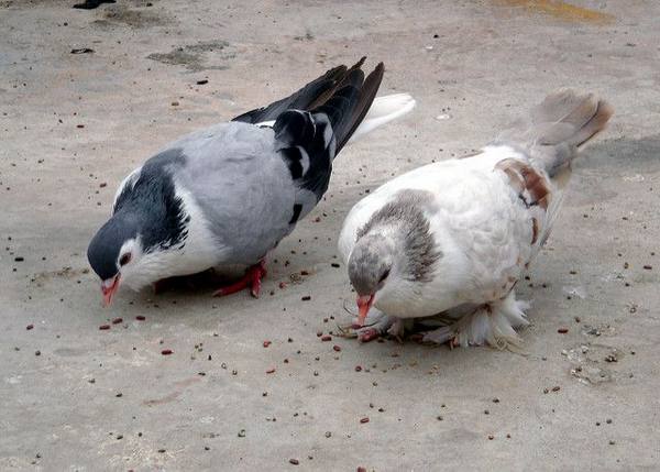 Состояние здоровья птицы связано с тем, что едят ваши голуби - фото