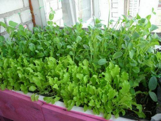Что можно выращивать дома: зелень и овощи на подоконнике - фото