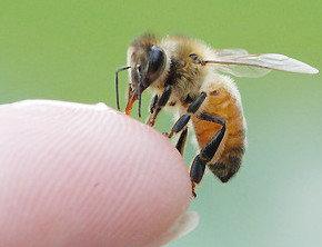 Как собирать пчелиный яд, применение продукта пчеловодства - фото