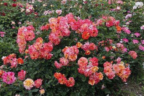 Что такое полиантовые розы? с фото
