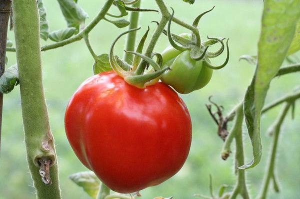 Как выращивать ограниченые по росту помидоры - фото