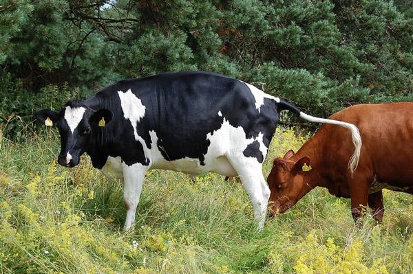 О симптомах и лечении эндометрита у коров - фото