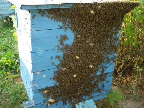 Факторы роения пчел и меры его предупреждения - фото