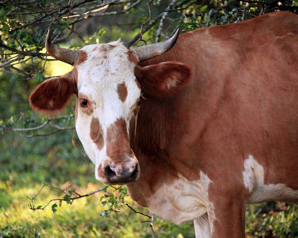 Мясная порода коров: герефордская с фото