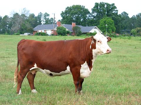 Герефордская порода коров: характеристики, цены, отзывы - фото