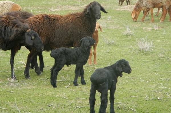 Гиссарская порода овец: описание, характеристика, фото и видео - фото