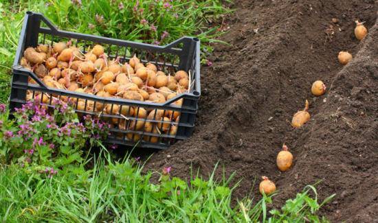 Голландский метод выращивания картофеля: правильный уход с фото