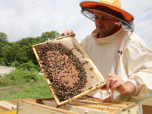История пчеловодства на Дальнем Востоке с фото