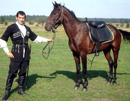 Кабардинская порода лошадей: фото, история и описание - фото