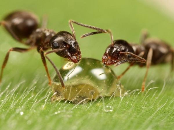 Как можно избавиться от муравьев быстро на участке? с фото