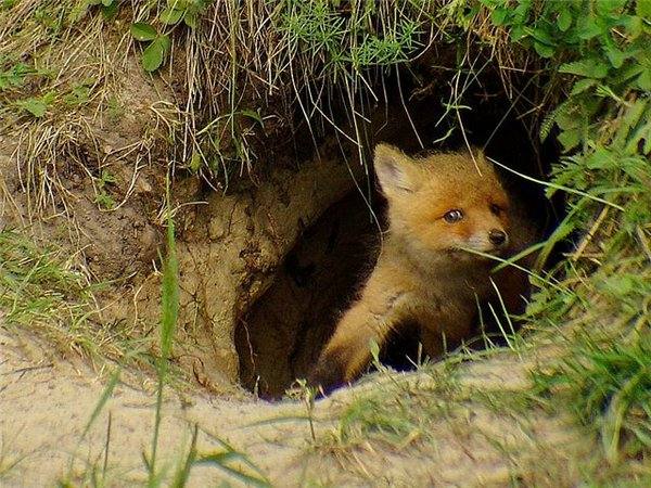 Как найти нору лисы в природе и выгнать ее оттуда - фото
