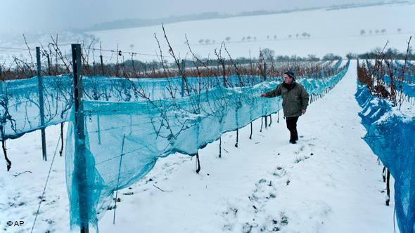 Как подготовить виноград к зиме  советы виноградарей - фото