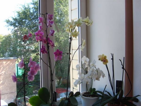 Как поливать орхидею  основные правила ухода за растением - фото