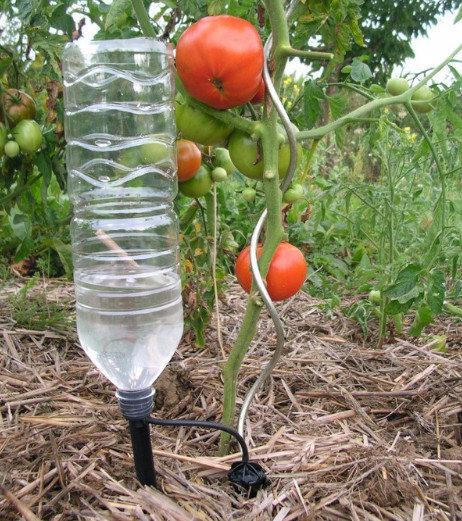 Как часто поливать помидоры в теплице для хорошего урожая - фото