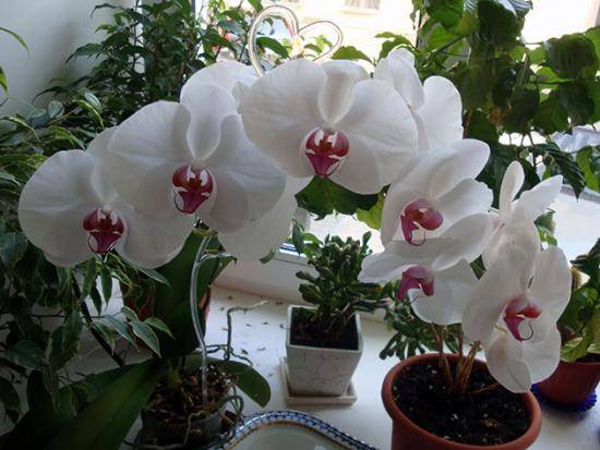Как посадить луковицу орхидеи своими силами, выращивание орхидеи дома - фото