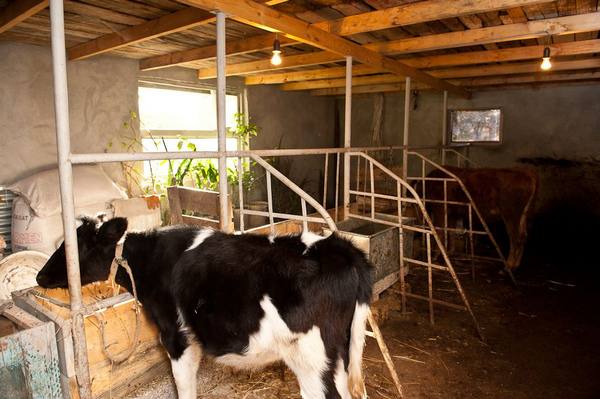 Как сделать стойло (сарай, хлев) для коров? - фото