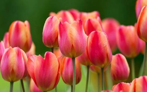 Как правильно и чем нужно разводить тюльпаны - фото