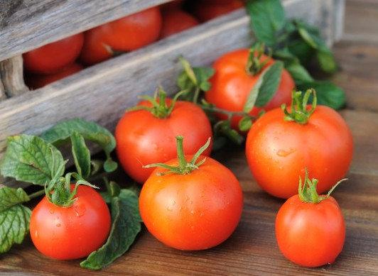 Как и где хранить помидоры, почему нельзя хранить томаты в холодильнике - фото